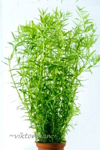 copy_690_008.jpg