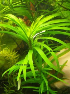 copy_823_copy_551_eichornia_azurea.jpg
