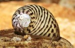 copy_872_copy_317_336406054_5_1000x700_novinka-ulitka-teodoksus-zigzag-zebra-volnistyy-luchshiy-sanitar-kievskaya-oblast_rev005.jpg