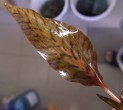 copy_98_image-36.jpeg