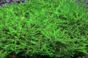 m002_bubble_moss_5n копия.jpg