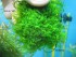 moss_610.jpg