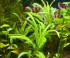 plant_hygrophila_sp_pantanal_wavy.jpg