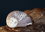 theodoxus-danubialis.jpg
