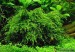 vesicularia-ferriei-weeping-moss.jpg