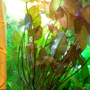 Нимфея большая_изменить размер.JPG