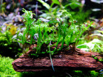 Bolbitis heteroclita difformis.jpg