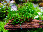 Bolbitis sp. Baby Leaf.jpg
