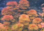 Cabomba furcata(красная)3.jpg