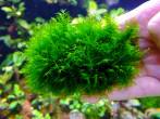 DSCF3950.jpg