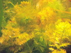 Limnophila Sessiliflora1.jpg