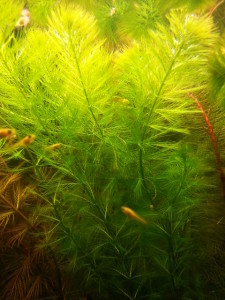 Myriophyllum brasiliensis.jpg