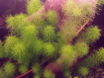 Myriophyllum sp. guyana.jpg