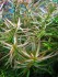 copy_562_ludwigia_brevipes.jpg