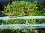 copy_658_rotala_ceylon.jpg