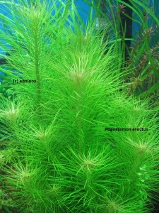 copy_760_copy_448_pogostemon_erectus.jpg