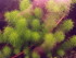 copy_988_Myriophyllum-sp.-guyana.jpg