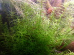 limnophila sp. vietnam mini.jpg