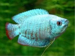 1423223969_cobalt-colisa-lalia-1.jpg