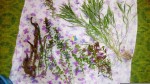 IMG_20160911_185423.jpg