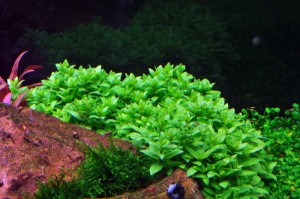 Staurogyne-repens1.jpg