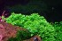 Staurogyne-repens1.jpg