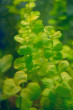 copy_586_copy_418_copy_869_copy_651_copy_814_copy_723_лісімахія0.jpg