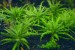 copy_612_pogostemon__web.jpg