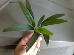 copy_885_Barteri-Angustifolia1-1.jpg
