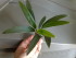 copy_885_Barteri-Angustifolia1-1.jpg