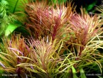 eusteralis_stellata_21.jpg