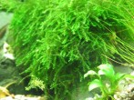 1436879183_moss-sp.-bubble-1.jpg