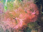 Cabomba sp «red belem».jpg