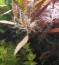 Cryptocoryne affinis  Metallic Red 2.jpg