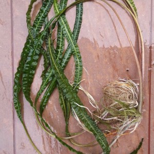 Cryptocoryne crispatula var. balansae .jpg