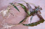 Cryptocoryne usteriana 1.jpg