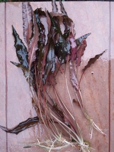 Cryptocoryne wendtii .jpg