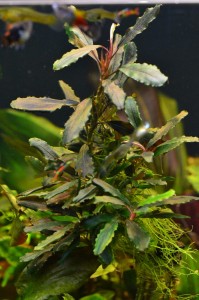 DSC_2813.JPG