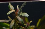 DSC_2814.JPG