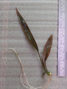 Lagenandra sp. Thenkasi (2).jpg