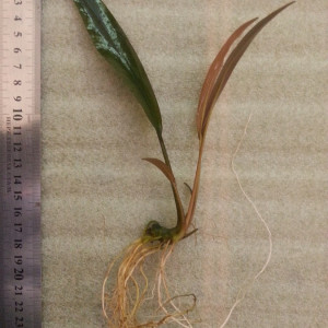 Lagenandra sp. Thenkasi3.jpg