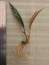 Lagenandra sp. Thenkasi3.jpg