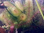 Myriophyllum pinnatum1.jpg