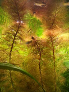 Myriophyllum sp. roraima.jpg