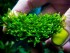 copy_138_miniRosa-moss2.jpg