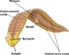 copy_154_copy_86_PlanarianAnatomy.jpg