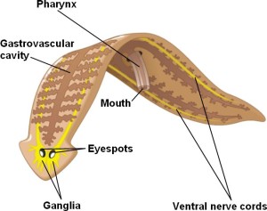 copy_154_copy_86_PlanarianAnatomy.jpg