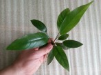copy_278_Hastifolia-x-stripe3.jpg