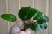 copy_301_barteri_cr.jpg
