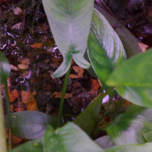 copy_308_Hastifolia-x-Stripe4.jpg